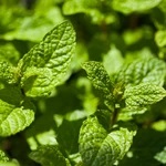 menthe-poivree-2000x2000_150x150_crop_center