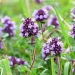 thym-a-linalol-1000x1000_150x150_crop_center