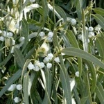 za.eucalyptus_globulus_bio_eab382453_p_or_0_150x150_crop_center